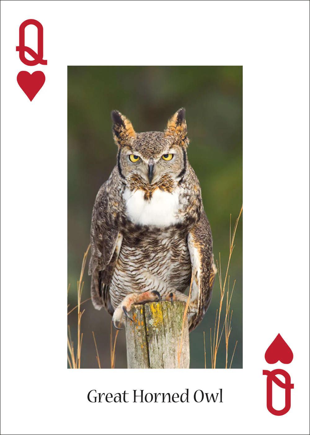 Owls Playing Cards - Image 4