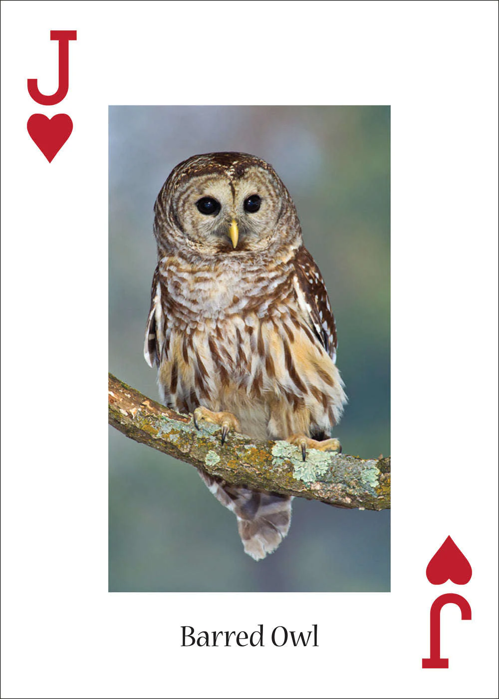 Owls Playing Cards - Image 5