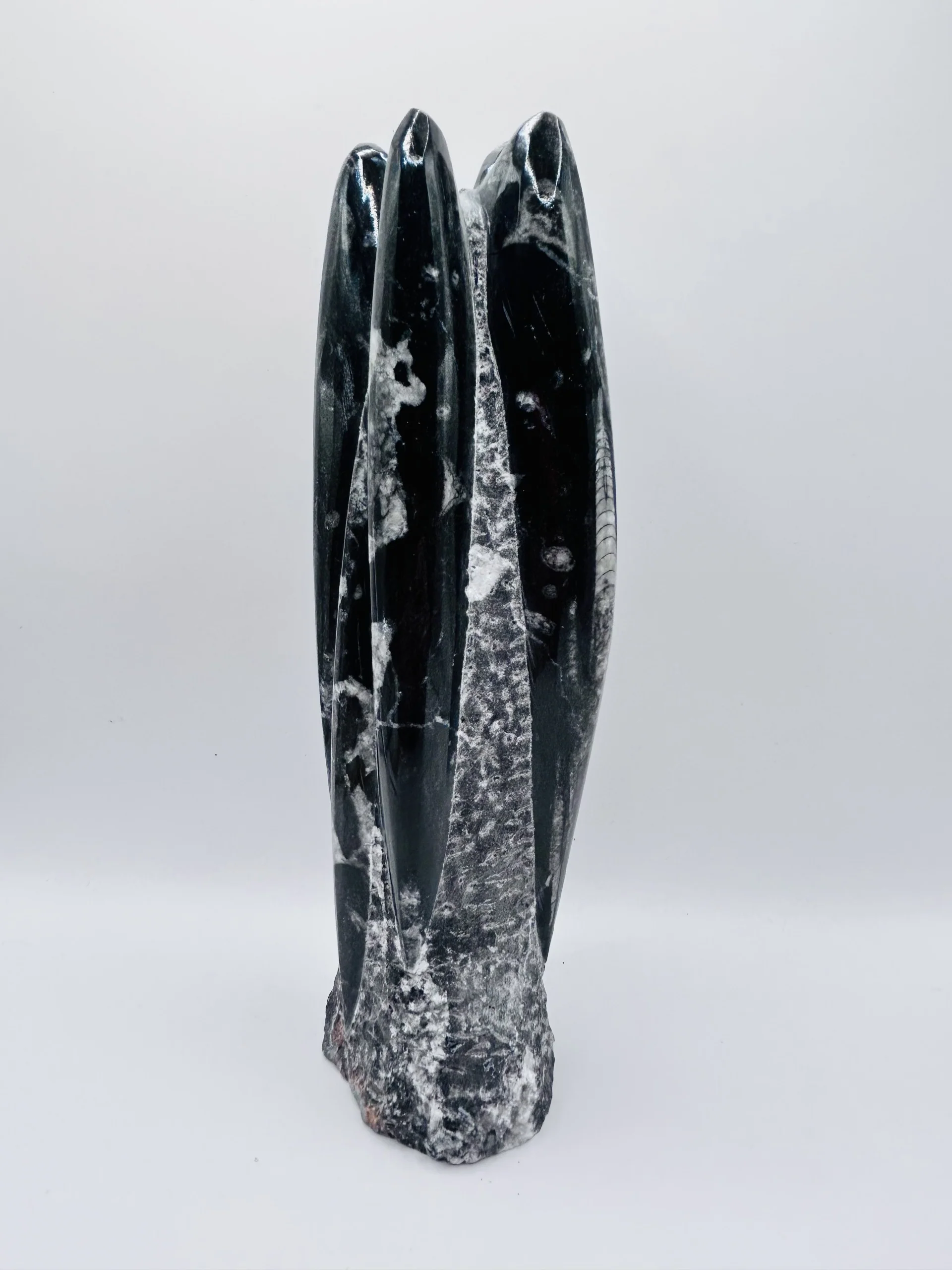 Polished Orthoceras Fossil – 9" Sculpture - Image 4