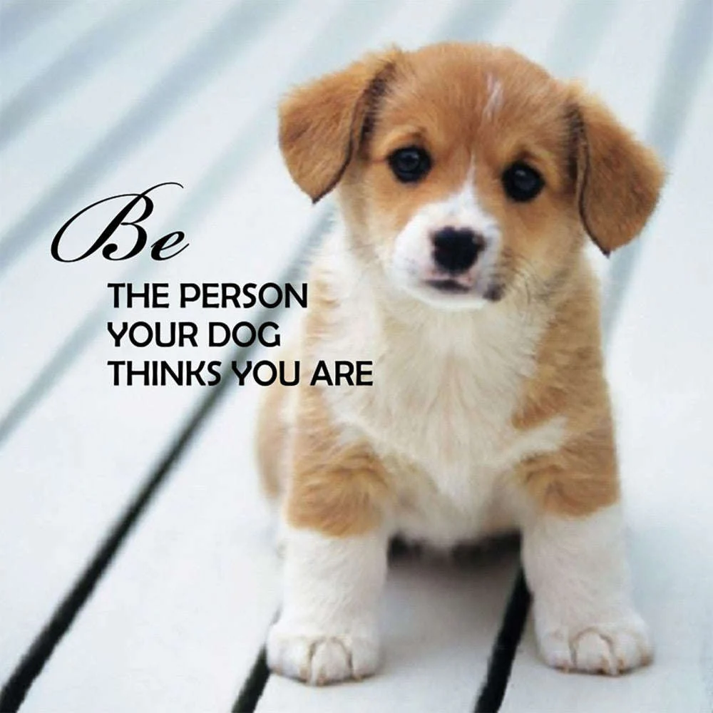 Pup Notes - 60 Notes of Dog Love & Joy - Image 6