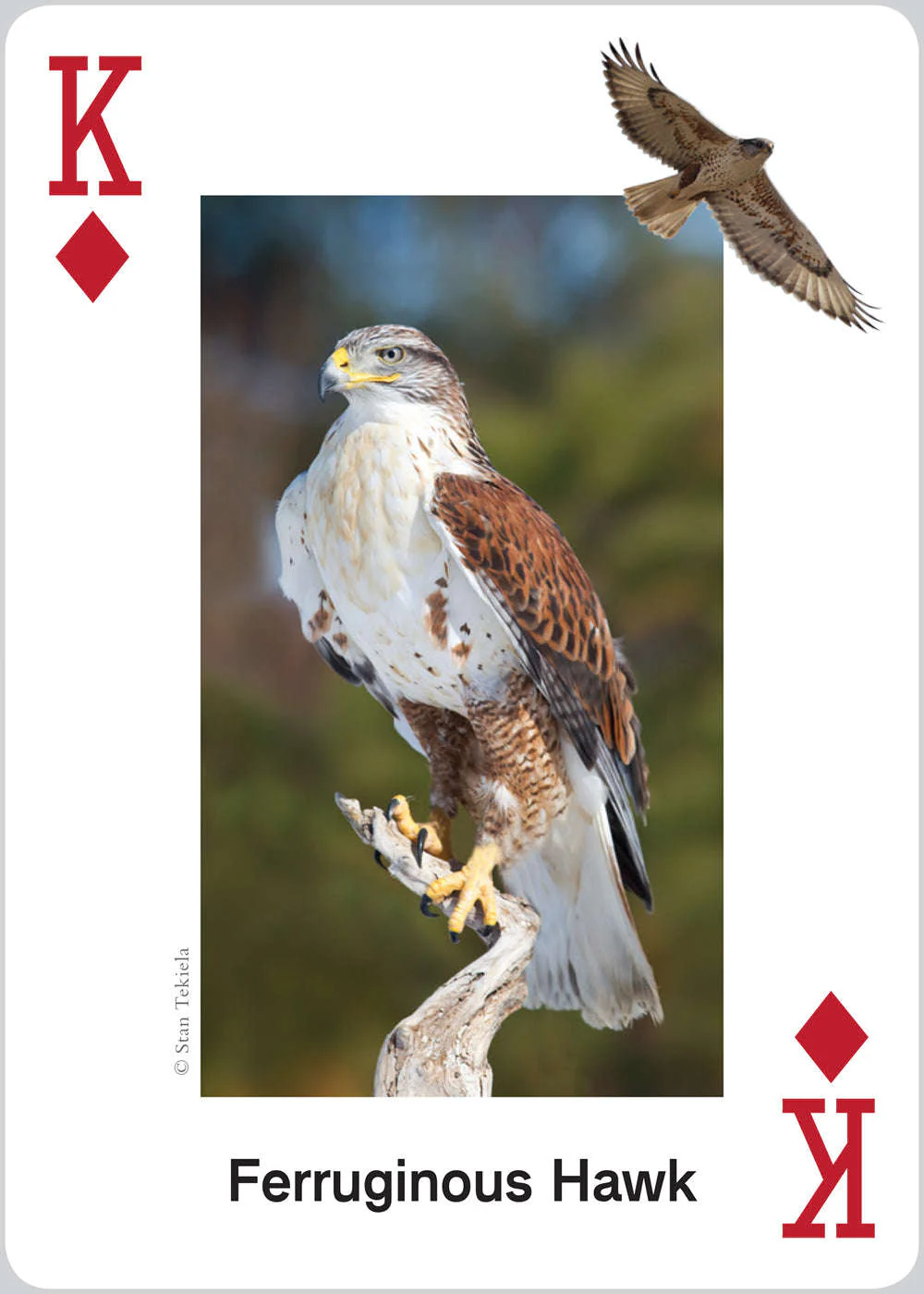 Raptors Playing Cards - Image 3