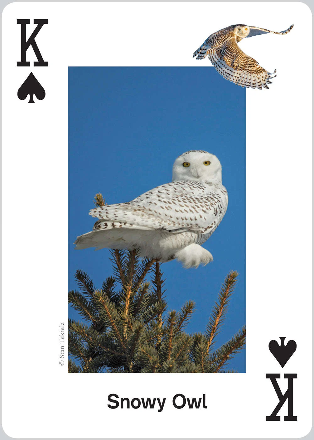 Raptors Playing Cards - Image 4