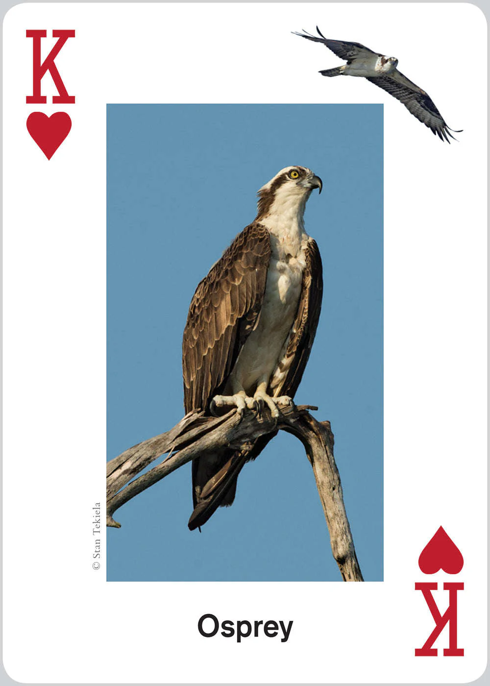 Raptors Playing Cards - Image 5