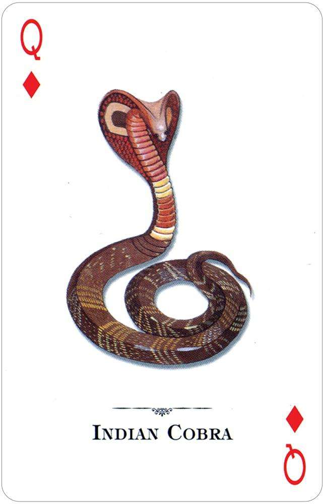 Reptiles & Amphibians of the Natural World Playing Cards USGS - Image 3