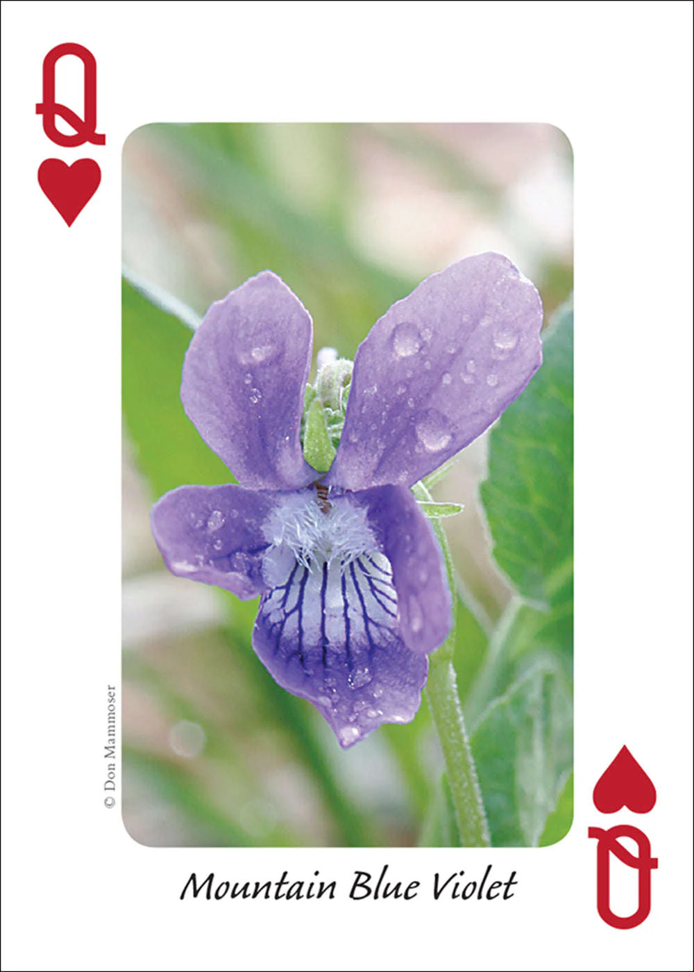Rocky Mountain Wildflowers Playing Cards - Image 3