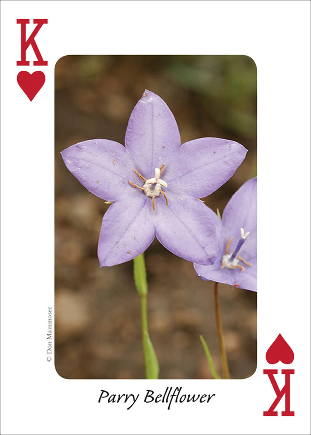 Rocky Mountain Wildflowers Playing Cards - Image 4