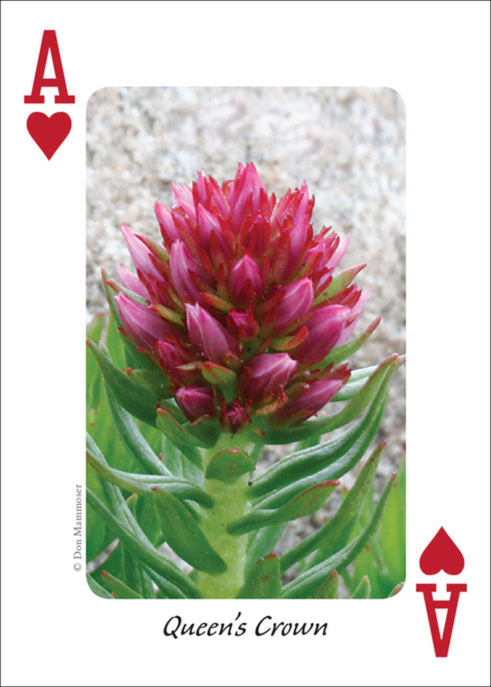 Rocky Mountain Wildflowers Playing Cards - Image 5