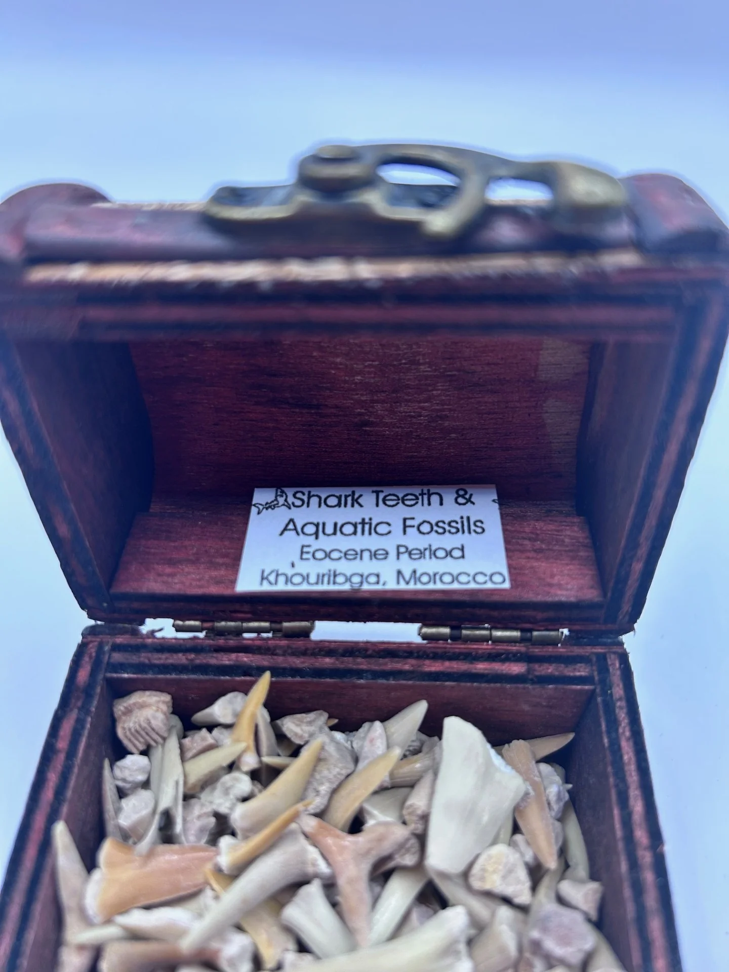 Shark Teeth & Aquatic Fossils - Image 2