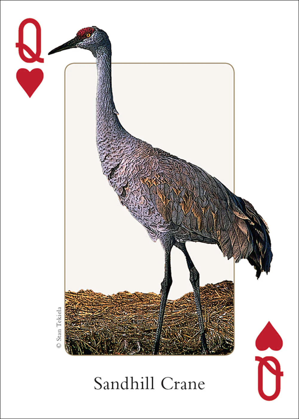Southwest Birds Playing Cards - Image 3