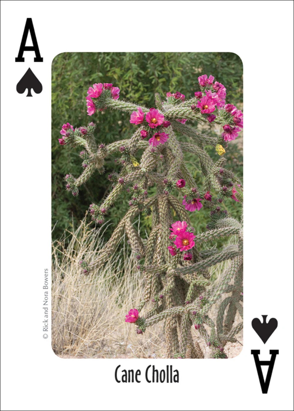 Southwest Cactus Playing Cards - Image 4