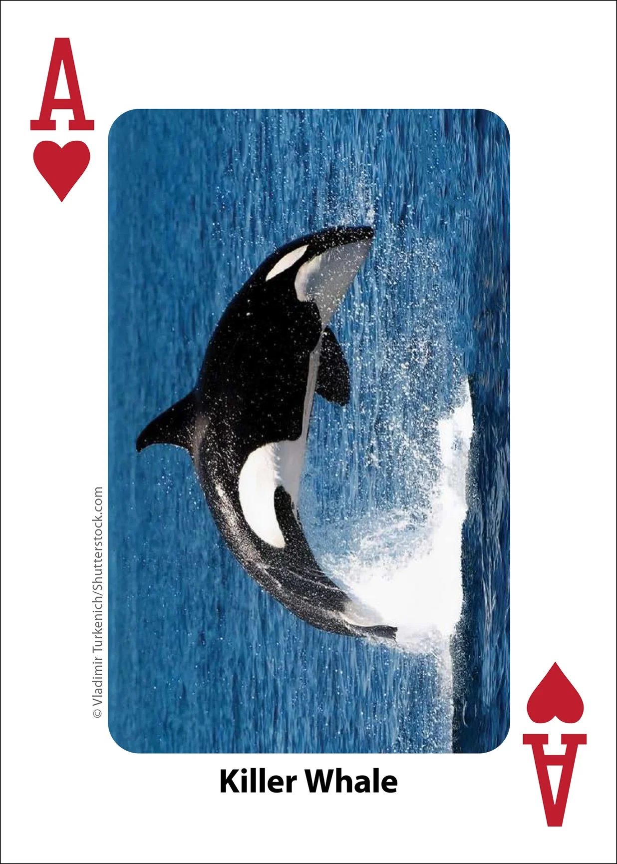 Whales, Dolphins, and Marine Mammals Playing Cards - Image 11
