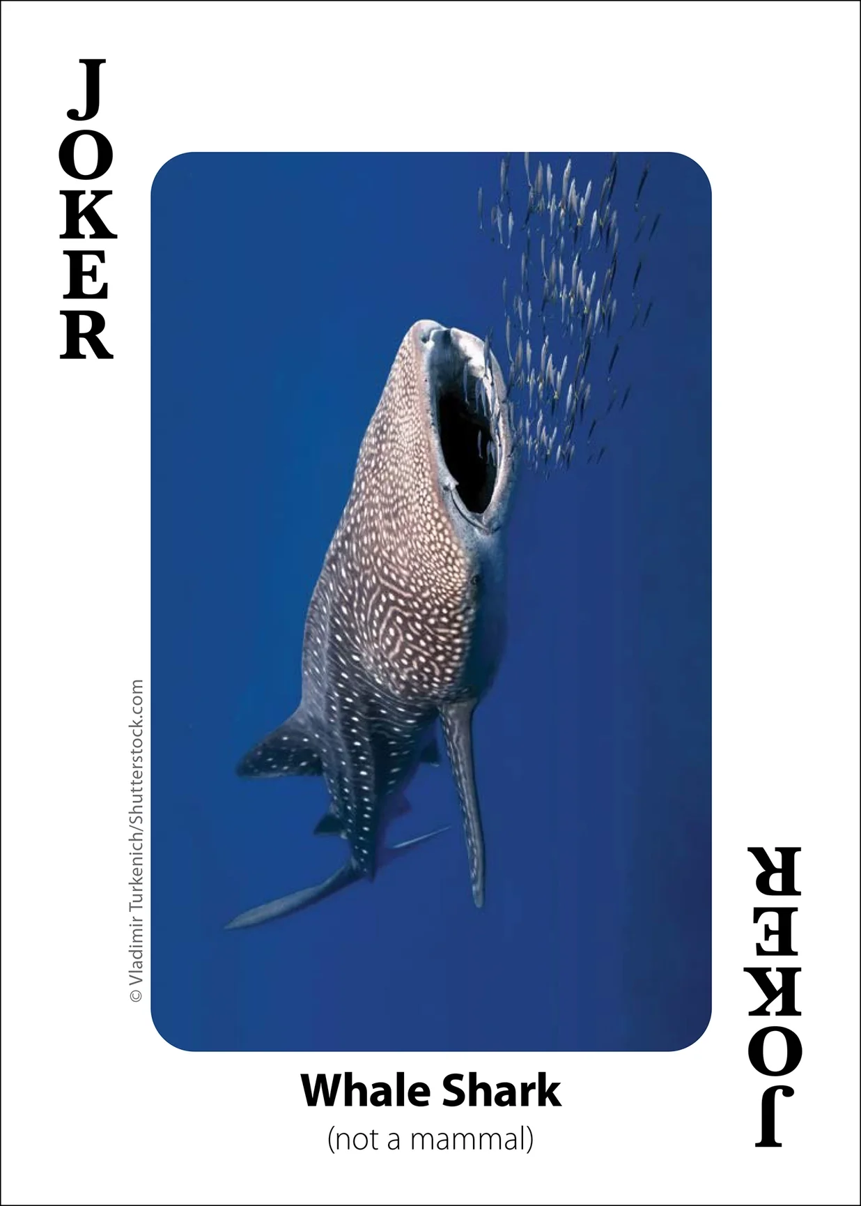 Whales, Dolphins, and Marine Mammals Playing Cards - Image 13