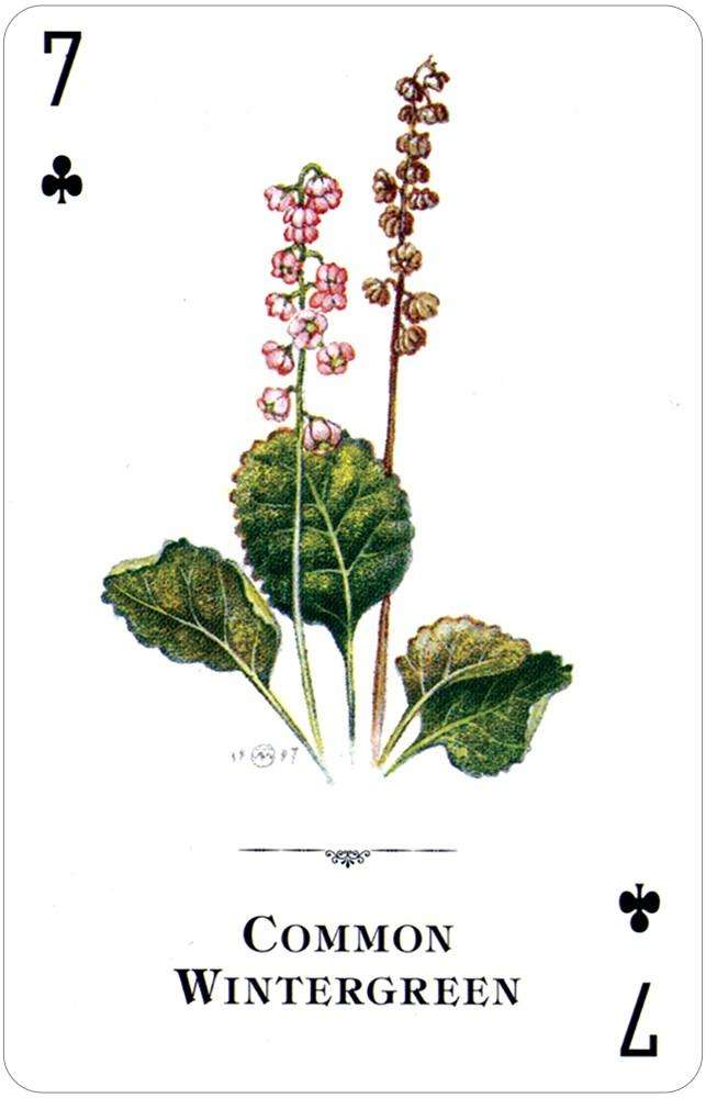 Wildflowers of the Natural World Playing Cards USGS - Image 4