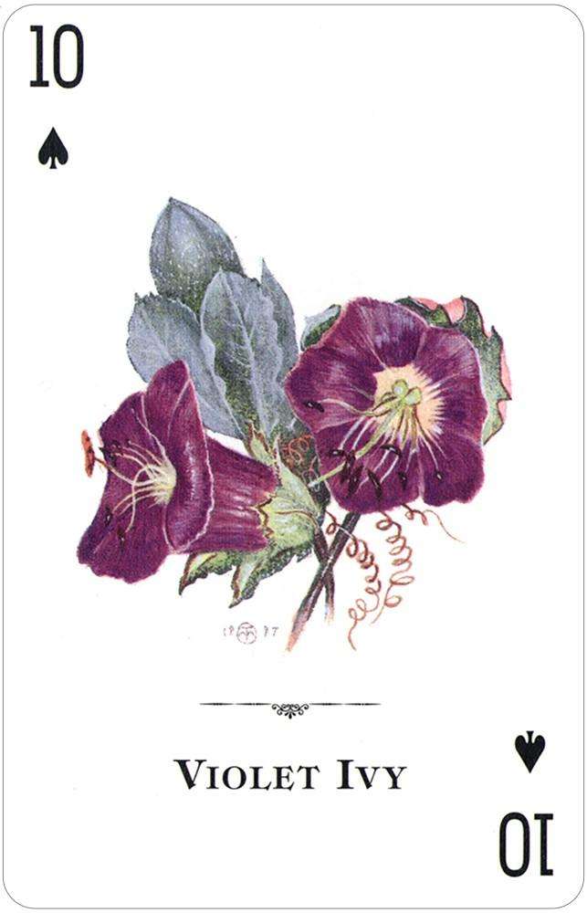 Wildflowers of the Natural World Playing Cards USGS - Image 5